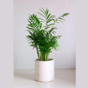 Chamaedorea elegans17 cm
