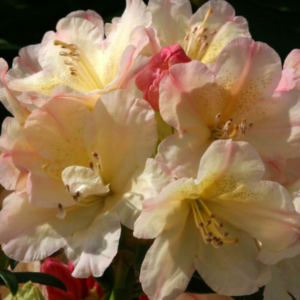 Rhodo. Yak. Percy Wiseman 3 litre OSB