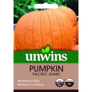 UW Pumpkin Pacific Giant