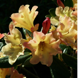 Rhodo. Yak. Nancy Evans 3 litre OSB