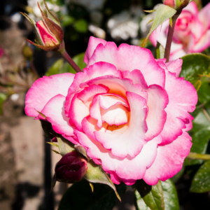 Rose Handel Blush Pink