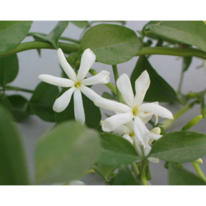 Jasminum polyanthum12 cm