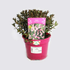 Hebe Pink Pixie 2 litre