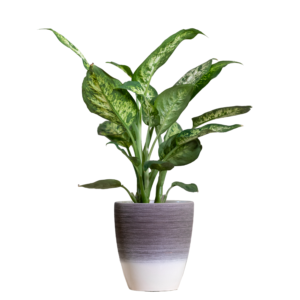 Dieffenbachia 'Compacta'12 cm