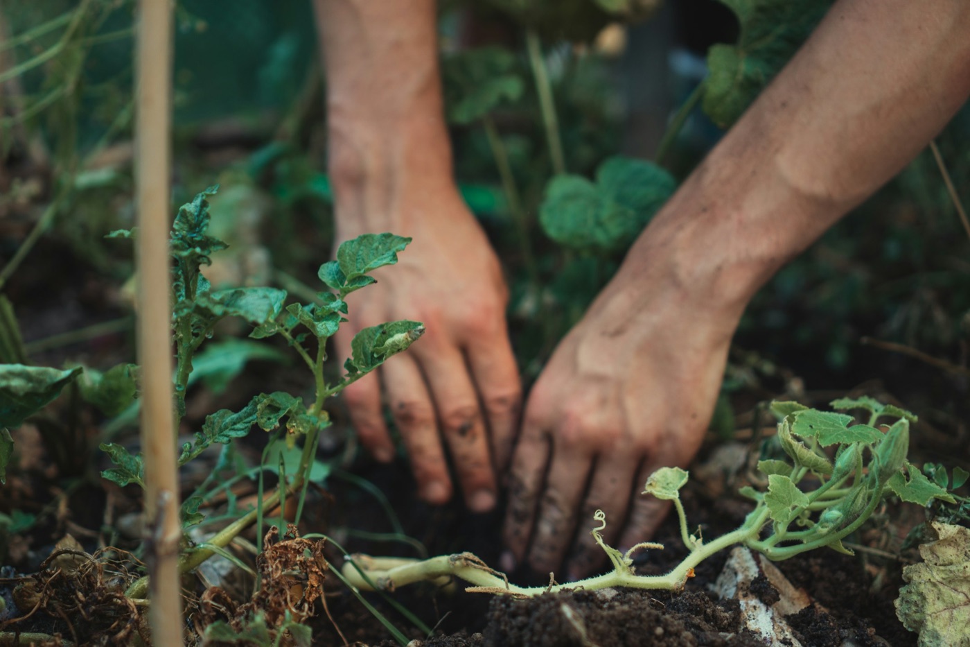 Hands potting up young seedlings at a work bench