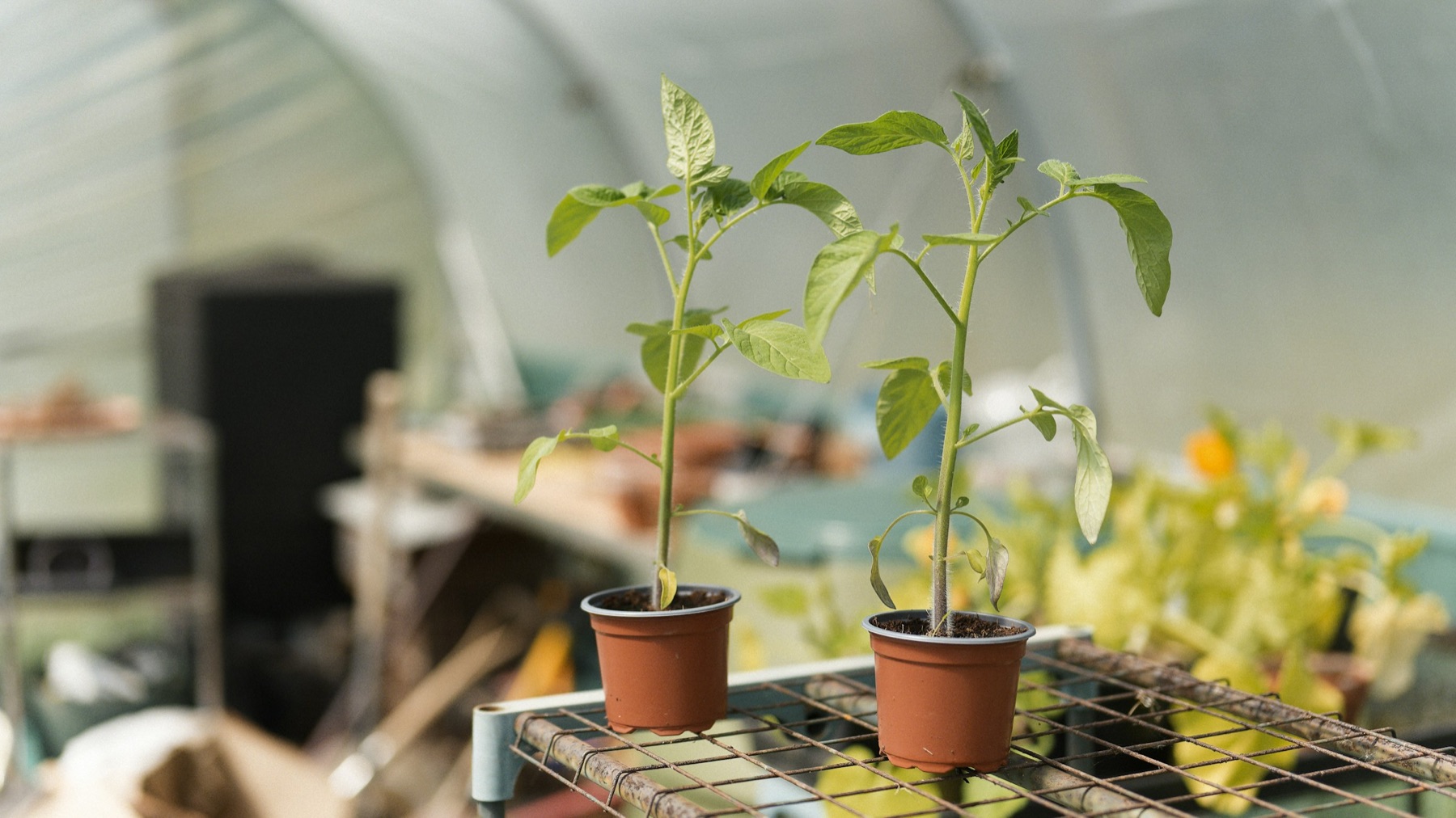 Rows of young plants growing inside the polytunnel at Upcountry