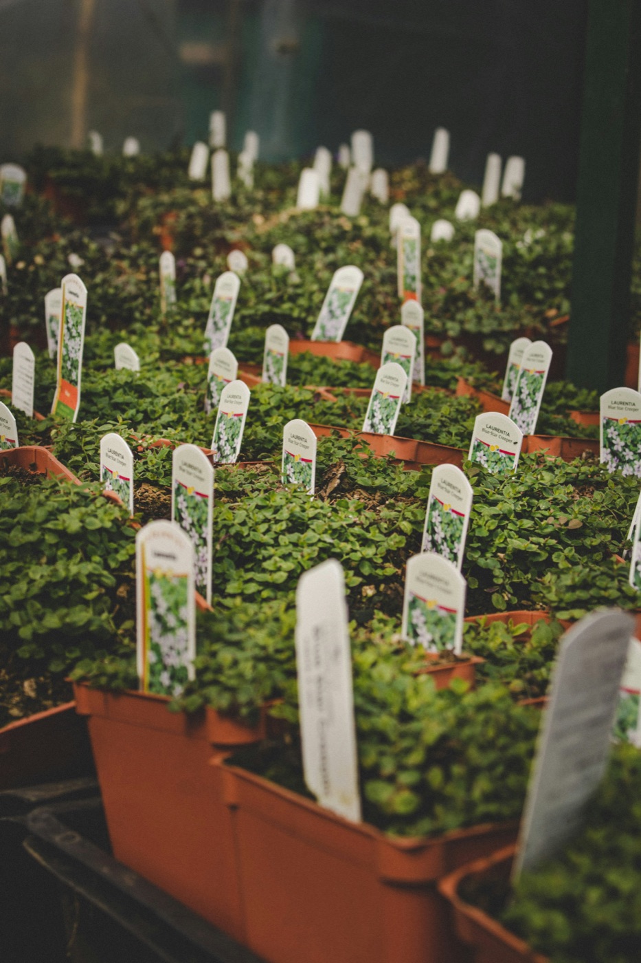 Nursery tables filled with seasonal plants at the garden centre