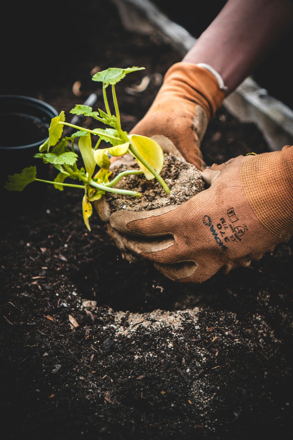 Hands firming compost around a young plant