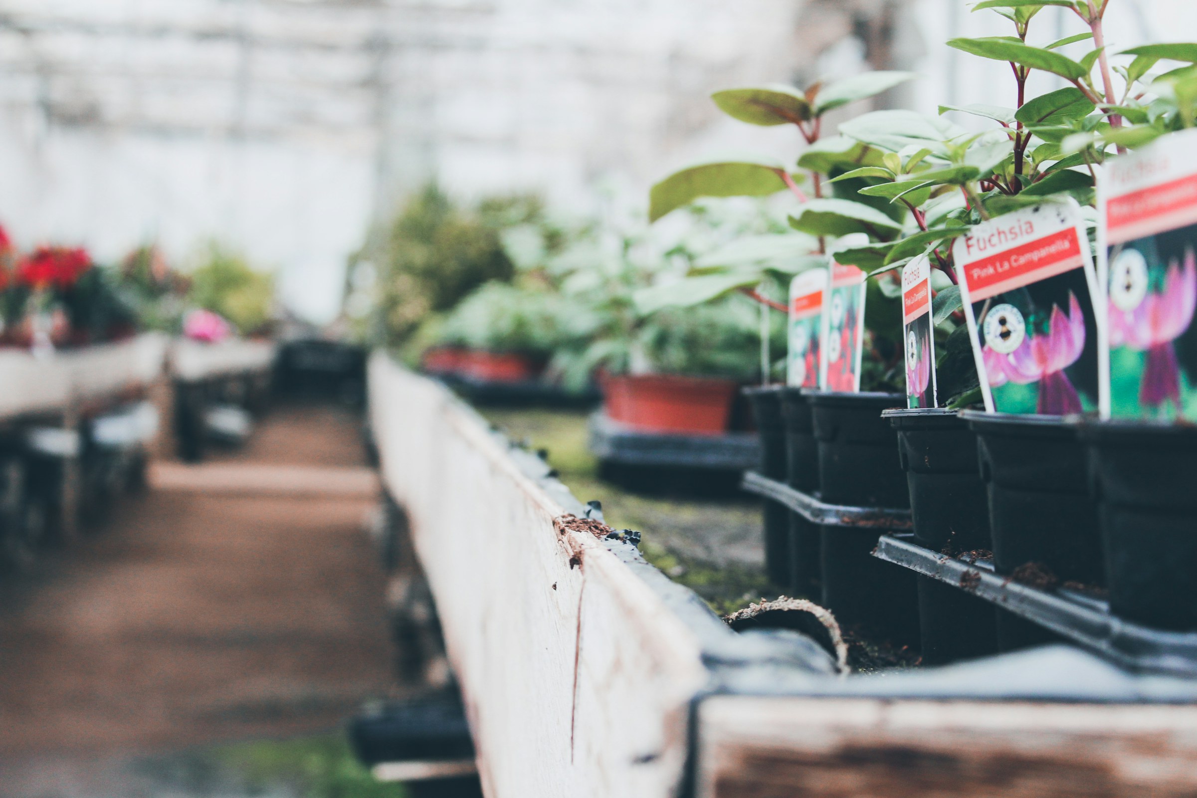 Plant benches and handwritten labels in the Scaynes Hill glasshouse