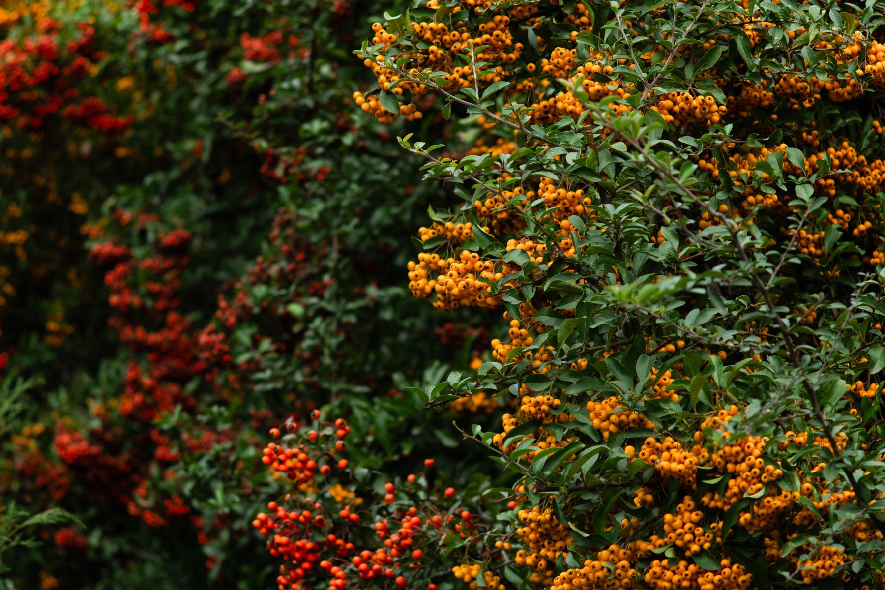 Pyracantha shrubs covered in orange and red autumn berries